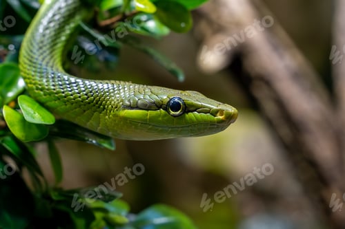 Preview: Closeup shot of an arboreal ratsnake on the blurry background