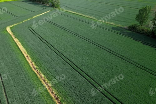 Preview: Aerial view Geometrical top view of green wheat corn field. Flying view of green corn seedlings