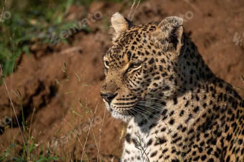 Preview: A close-up of a leopard, Panthera pardus, gazing into the distance
