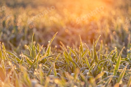 Preview: dew on grain leaves
