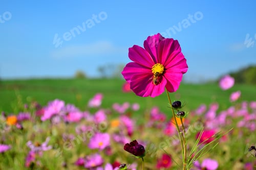 Preview: Honey bee on a pink Cosmo wild flower in a field of wildflowers