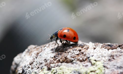 Preview: Ladybug