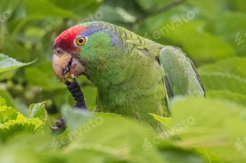 Preview: a large parrot is sitting in a tree branch eating something