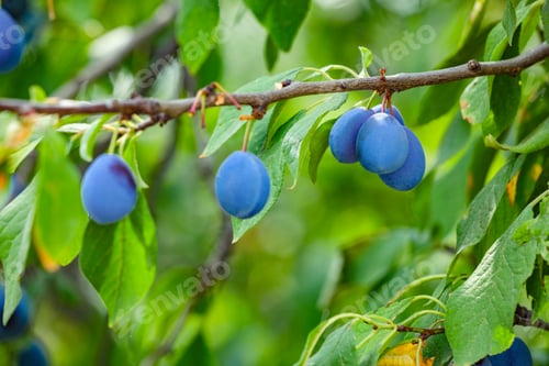 Preview: Ripe plums growing on tree in garden, closeup
