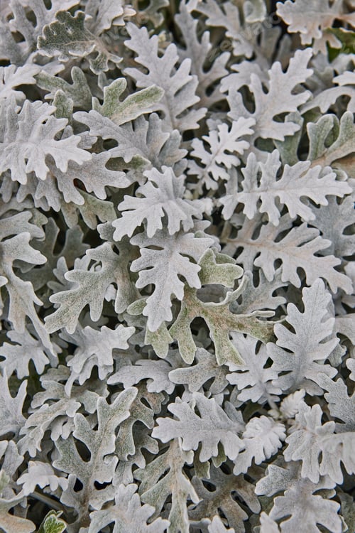 Preview: Centaurea cineraria green leaves plant textured background. Nature garden