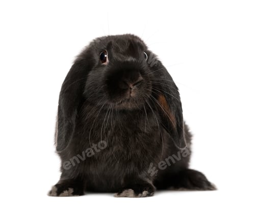 Preview: Black rabbit (5 months old)