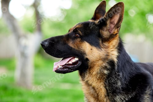 Preview: German shepherd lying on the grass in the park.