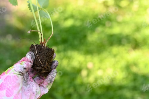 Preview: a strawberry seedling with roots in the hands of a female gardener.