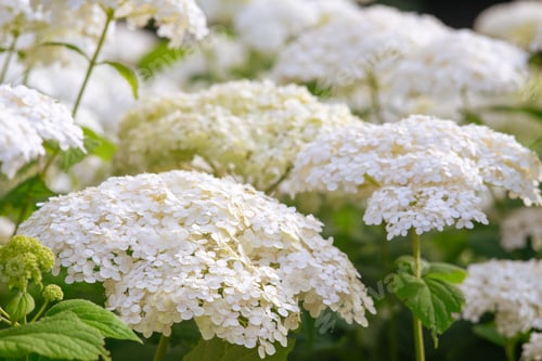 Preview: Bushes of Hydrangea arborescens flower in the garden, White hortensia in park close up