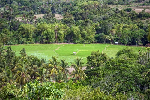 Preview: Rice fields with forest of coconut trees in Aceh, Indonesia