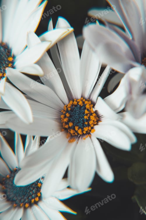 Preview: white flower