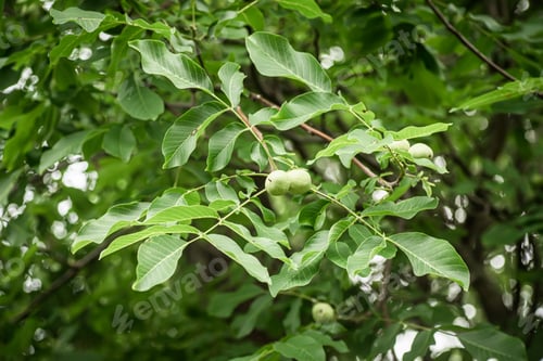 Preview: Ready for the preparation of green walnut elixirs fruits on a tree Walnuts in a wicker basket