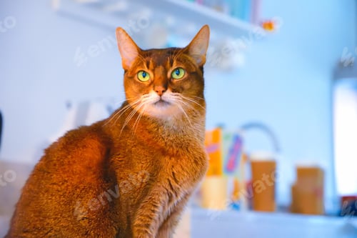 Preview: Beautiful cat eyes