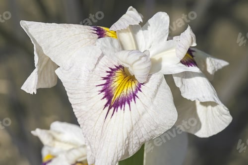 Preview: Yukiyanagi Pseudata Iris (Iris X Pseudata Yukiyanagi)