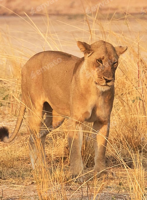 Preview: A Travel Around the world with beautiful Zambia Wildlife picture