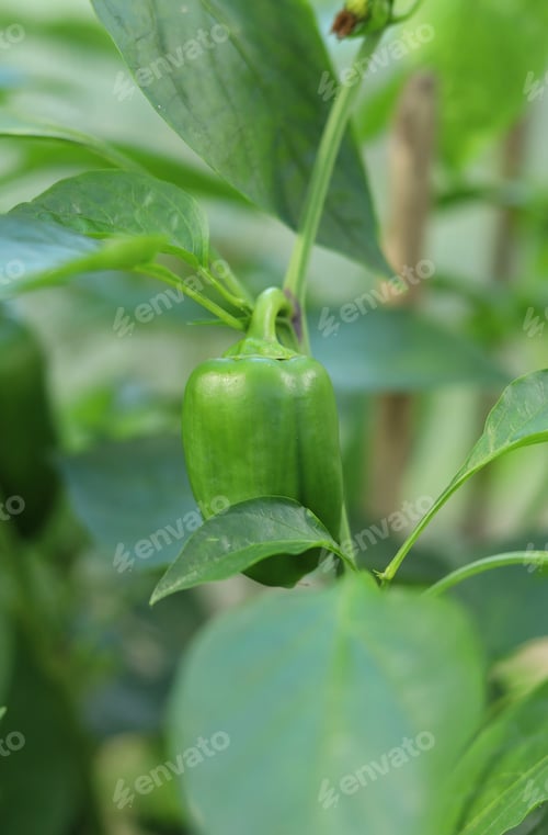Preview: a harvest of green sweet peppers in a greenhouse garden bed