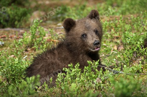 Preview: Portrait of a cute small brown bear in a green forest field in Finland