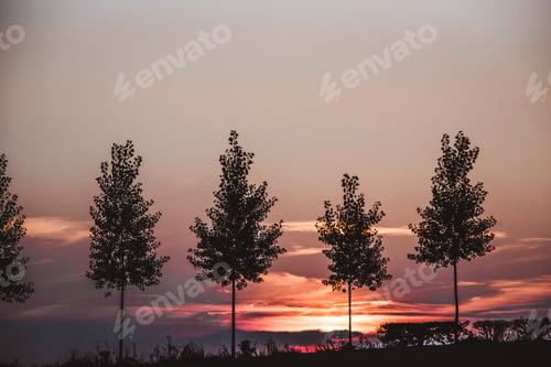 Preview: Row of trees against sunset sky