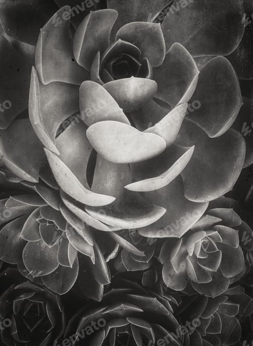 Preview: Black and white textured succulents