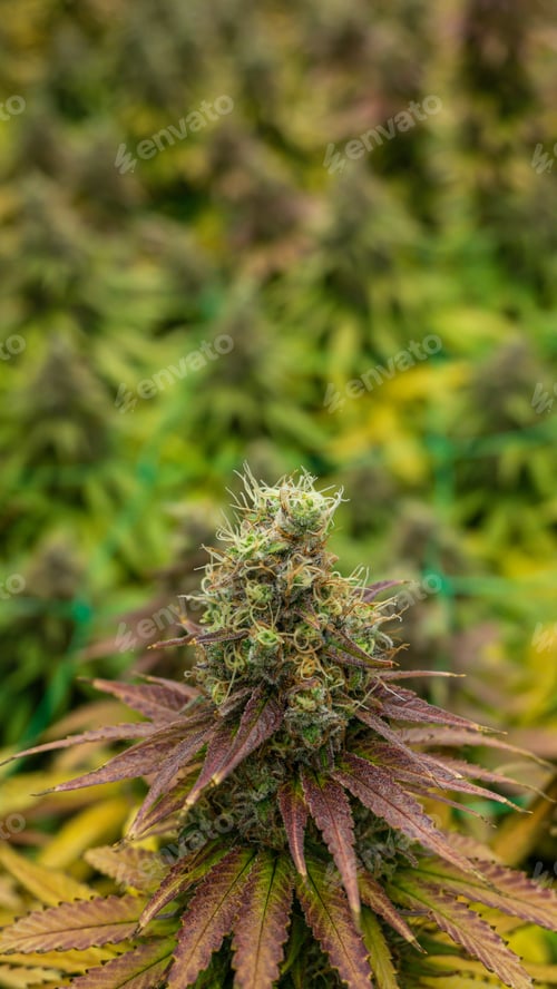 Preview: Flowers from an indoor cannabis grow
