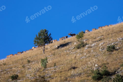 Preview: Male deer in the mountains, with his group of females, in the mating season.