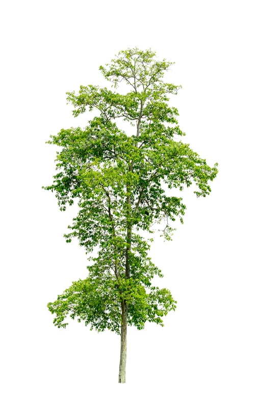 Preview: tropical trees isolated on white background
