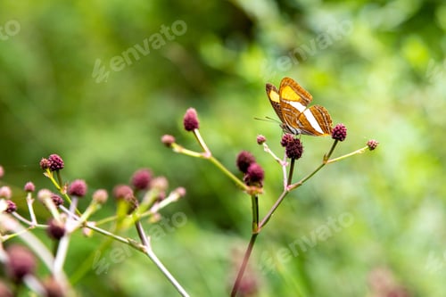 Preview: macro photography of butterfly with background out of focus