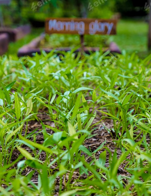 Preview: Organic Eco farm in Thailand, Morning glory at an organic ecological farm.