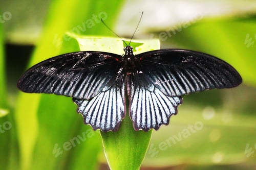 Preview: The Great Mormon butterfly