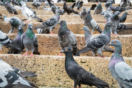 Preview: Pigeon many group stand