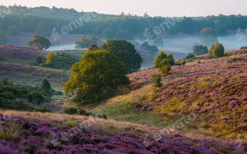 Preview: Posbank National park Veluwe, purple pink heather in bloom, blooming heater on the Veluwe