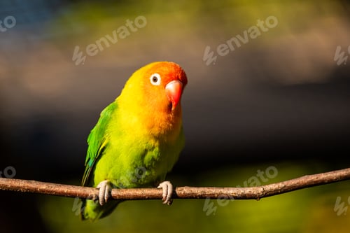 Preview: Beautiful parrot, Sun Conure on tree branch