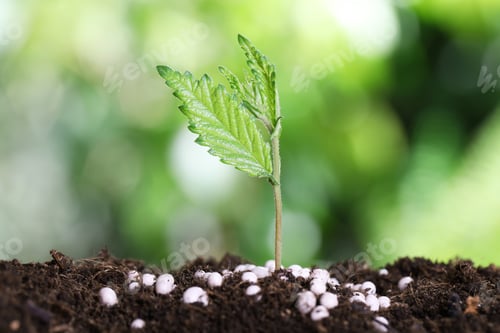 Preview: Growing plant and fertilizer on soil against blurred background. Gardening time