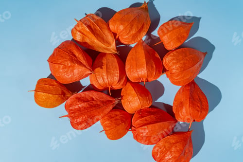 Preview: cape gooseberry physalis fruit ground cherry organic food vegetable on blue background