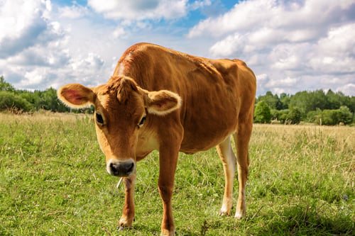 Preview: Portrait of brown cow with cute eyes against green meadow and blue sky with clouds, close-up