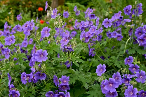 Preview: Geranium