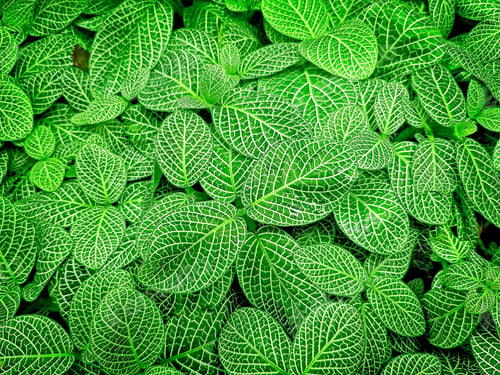 Preview: Full Frame Background of Fresh Small Green Plants with Unique Leaf Pattern
