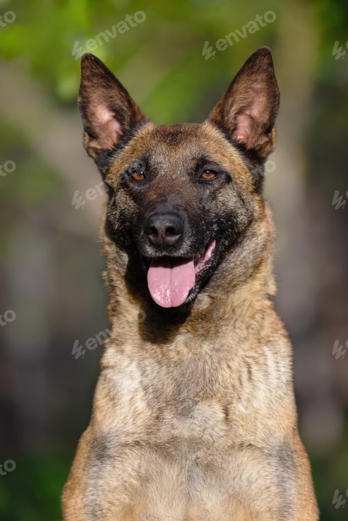 Preview: Belgian Malinois Dog Close-up Portrait with Happy Expression