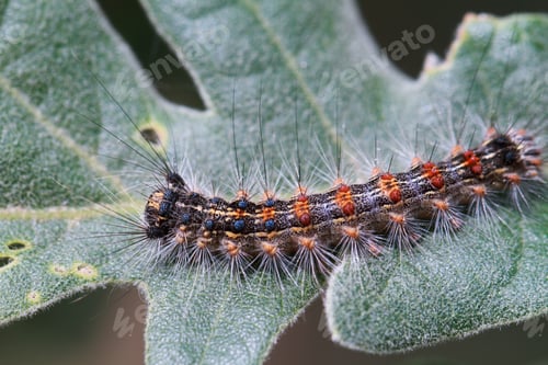 Preview: Strange caterpillar