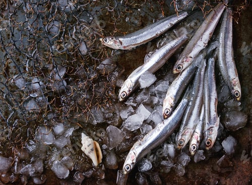 Preview: Raw fresh anchovies fishes