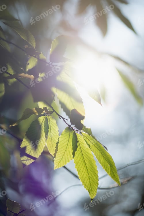 Preview: Green leaves of tree