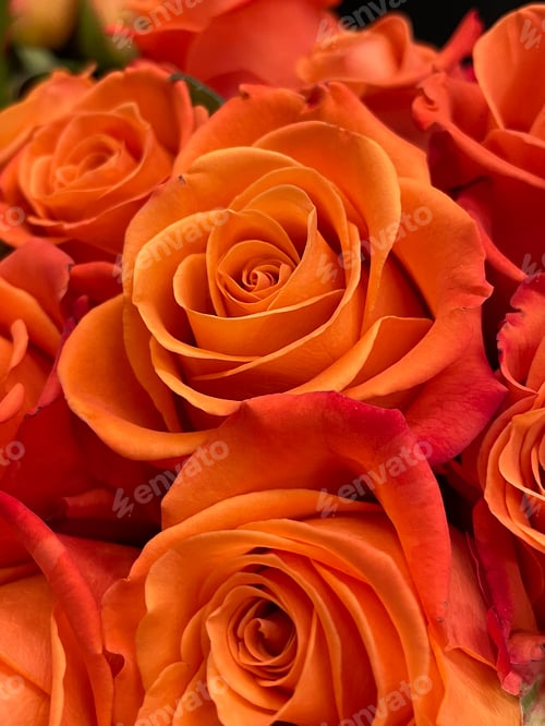 Preview: Roses