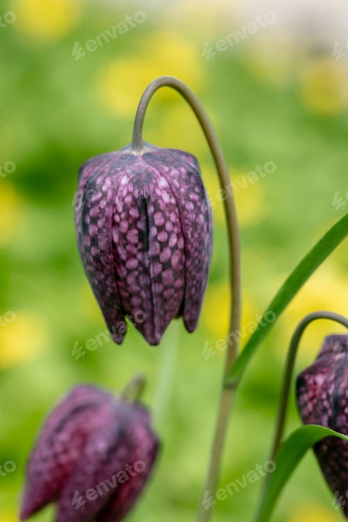 Preview: Fritillaria bucharica blossoms in the garden in spring