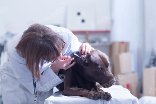 Preview: Veterinary examinig dog