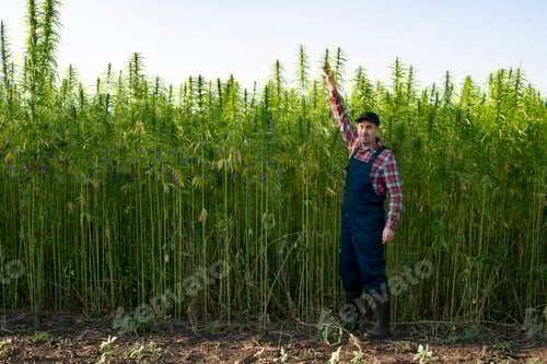 Preview: Caucasian middle aged male farmer stands by industrial hemp stalks at field sunset time