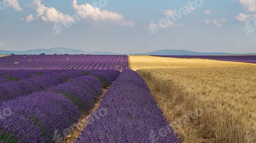 Preview: Lavender Field