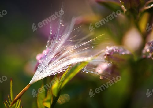 Preview: Fluff seeds float with summer breeze