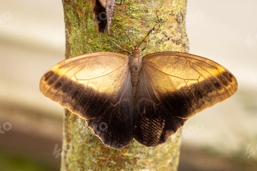 Preview: Exotic and big moth sitting on a tree.