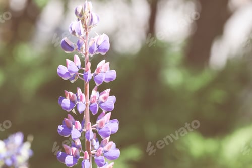 Preview: Flowers background with purple lupin.card for wedding, holiday, valentines, event,