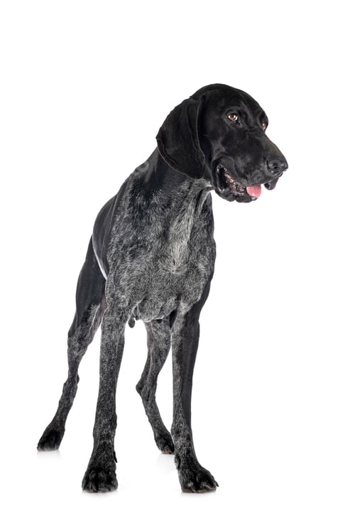 Preview: German Shorthaired Pointer